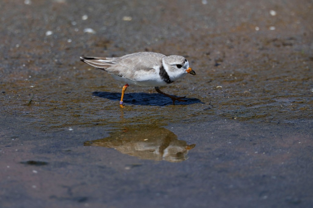 Chicago’s famous piping plover Imani has returned to Montrose Beach